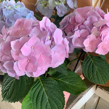Load image into Gallery viewer, Indoor Blooming Hydrangea W/ Pot Cover
