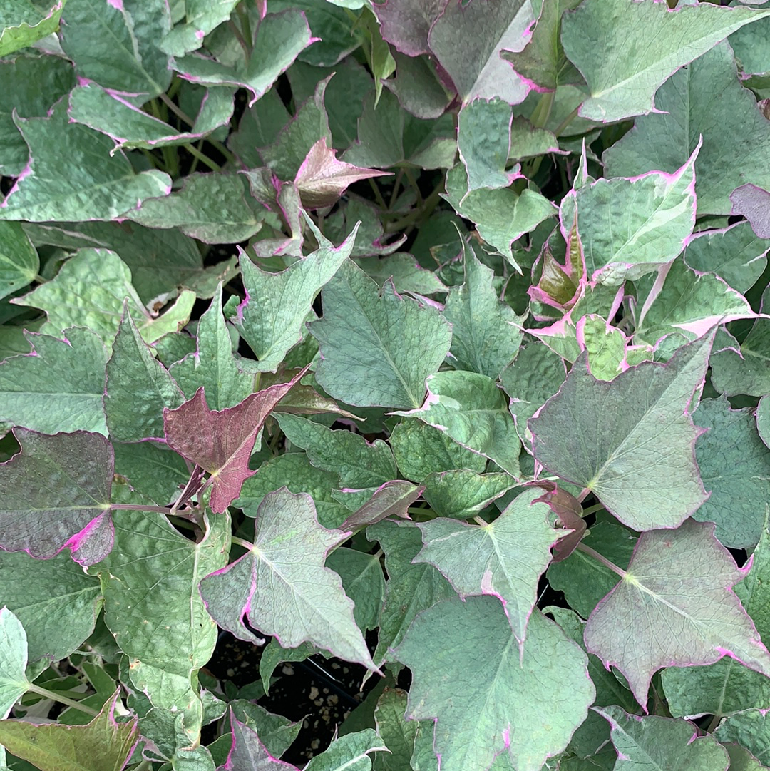 Sweet Potato Vine 'Tricolor' – Denchfield Nursery, Inc
