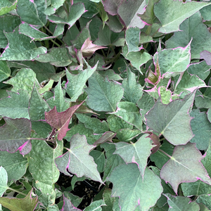 Sweet Potato Vine ‘Tricolor’