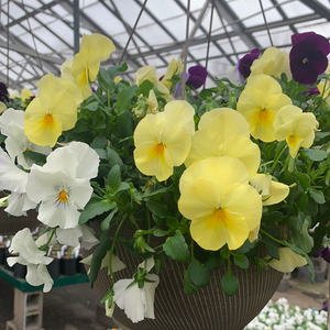 Pansy "Cool Wave Berries and Cream Combo" Hanging Basket