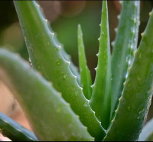 Aloe Vera