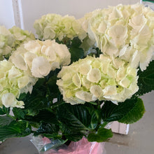 Load image into Gallery viewer, Indoor Blooming Hydrangea W/ Pot Cover
