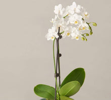 Load image into Gallery viewer, Orchid phalaenopsis
