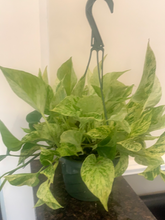 Load image into Gallery viewer, Pothos &quot;Marble Queen&quot; Hanging Basket
