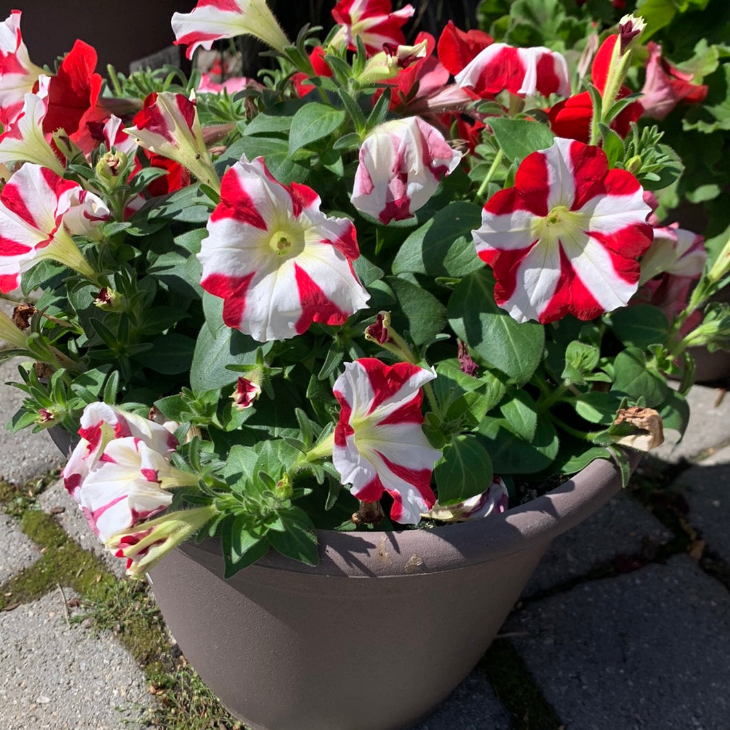 Petunia 'Burning Love Combo' Patio Pot