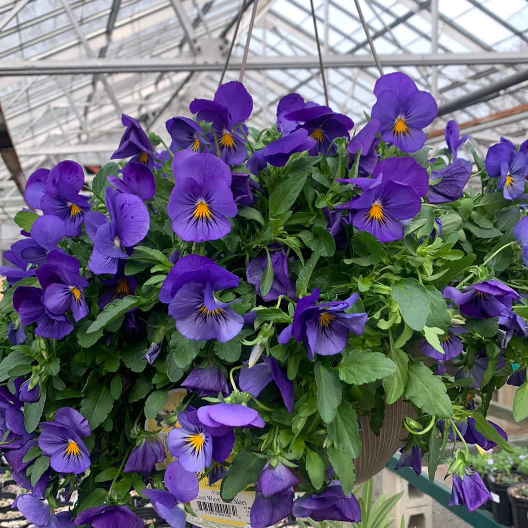 Pansy 'Cool Wave Blue Skies' Hanging Basket