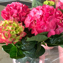 Load image into Gallery viewer, Indoor Blooming Hydrangea W/ Pot Cover
