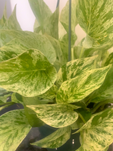 Load image into Gallery viewer, Pothos &quot;Marble Queen&quot; (Hanging Basket)
