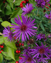 Aster New England "Purple Dome"