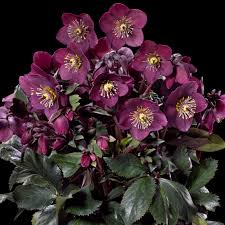 Helleborus 'Ice N Roses Red'