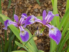 Iris 'Versicolor'