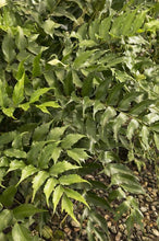 Load image into Gallery viewer, Cyrtomium falcatum &#39;Japanese Holly Fern&#39;
