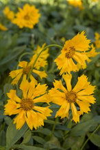 Load image into Gallery viewer, Coreopsis grandiflora &#39;Jethro Tull&#39;
