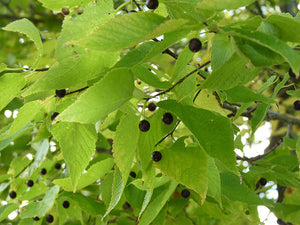 Celtis occidentalis "Northern Hackberry"