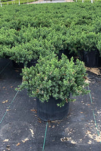 Load image into Gallery viewer, Juniperus conferta &#39;Blue Pacific&#39; Juniper
