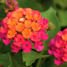 Load image into Gallery viewer, Lantana 'Bandana Cherry Sunrise'
