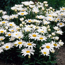 Load image into Gallery viewer, Shasta Daisy Leucanthemum &quot;Becky&quot;

