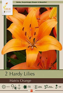 Lilium Asiatic 'Matrix Orange' Bulbs (2)