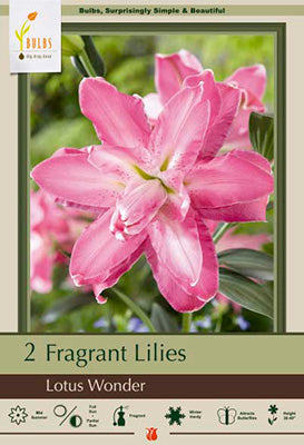 Lilium Oriental 'Lotus Wonder' Bulbs (2)