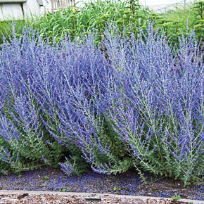 Russian Sage Little Spires