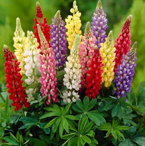 Lupine 'Mini Gallery Mix'