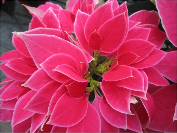 'Luv U Pink' Poinsettia