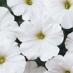 Petunia "Madness White"