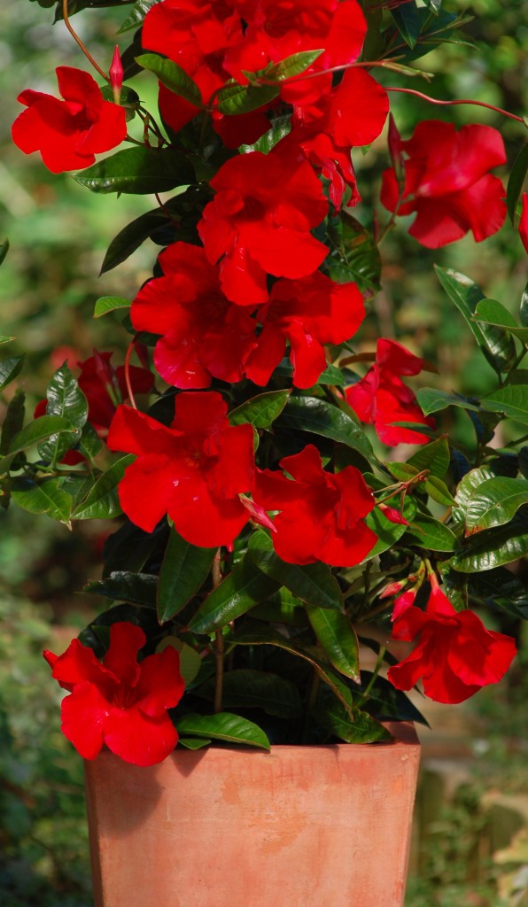 Mandevilla 'Giant Crimson' & Trellis