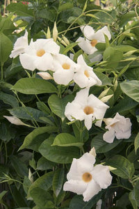 Mandevilla 'Giant White' & Trellis