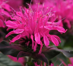 Bee Balm Monarda "Balmy Rose"