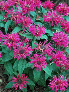 Bee Balm Monarda "Balmy Rose"