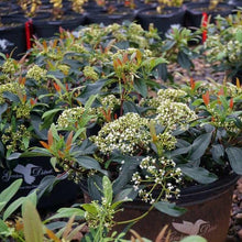 Load image into Gallery viewer, Viburnum ‘Moonlit Lace’
