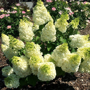 Hydrangea paniculata 'Moonrock'