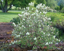 Load image into Gallery viewer, Fothergilla ‘Mount Airy’
