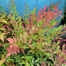 Load image into Gallery viewer, Nandina domestica &#39;Harbour Dwarf&#39;
