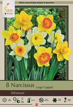 Load image into Gallery viewer, Narcissus &#39;Large Cupped Mixture&#39; Bulbs (8)
