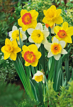 Narcissus 'Large Cupped Mixture' Bulbs (8)