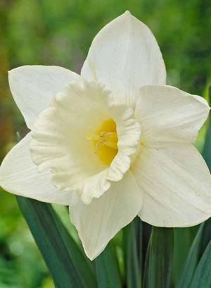 Narcissus 'Mount Hood' Bulbs