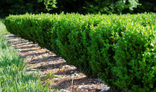 Load image into Gallery viewer, Buxus NewGen &#39;Freedom&#39; Boxwood
