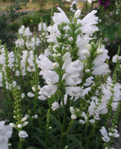 Physostegia virginiana "Miss Manners" Obedient Plant