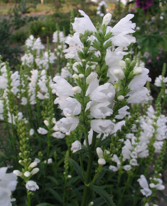 Physostegia virginiana 