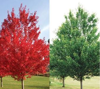 Acer rubrum 'October Glory' Maple