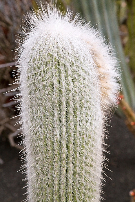 Mini Cactus Assorted