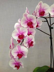 Orchid phalaenopsis