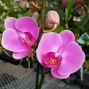 Orchid phalaenopsis