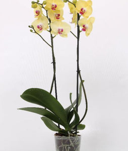 Orchid phalaenopsis