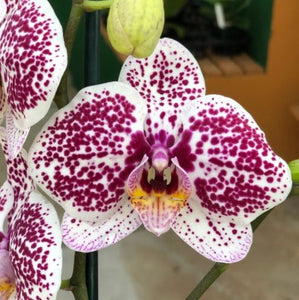 Orchid phalaenopsis