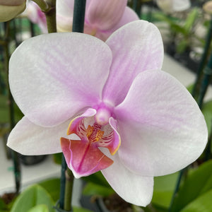 Orchid phalaenopsis