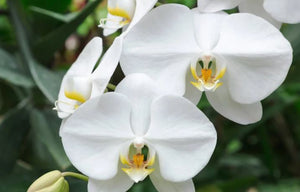 Orchid phalaenopsis