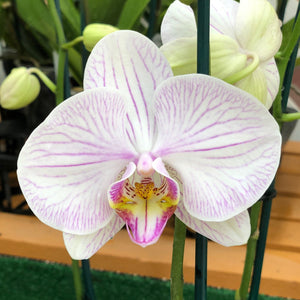 Orchid phalaenopsis